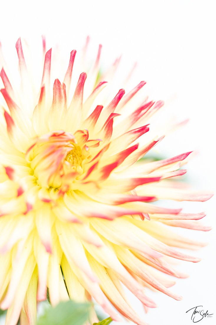 35ADEAAD C675-4B6C-A108-AB1AE024FBE3